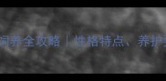 金毛阿拉斯加混血犬饲养全攻略性格特点养护要点及健康注意事项