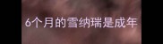 6个月的雪纳瑞是成年