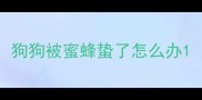 狗狗被蜜蜂蛰了怎么办