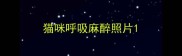 猫咪呼吸麻醉照片