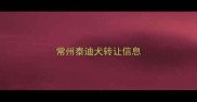 常州泰迪犬转让信息