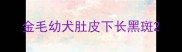 金毛幼犬肚皮下长黑斑