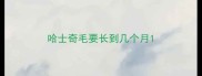 哈士奇毛要长到几个月