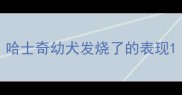 哈士奇幼犬发烧了的表现