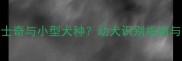如何区分哈士奇与小型犬种幼犬识别指南与饲养建议全