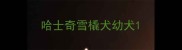哈士奇雪橇犬幼犬