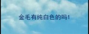 金毛有纯白色的吗