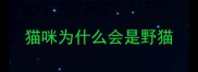 猫咪为什么会是野猫