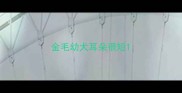 金毛幼犬耳朵很短