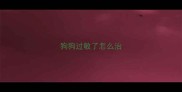 狗狗过敏了怎么治