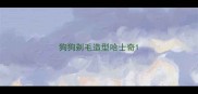 狗狗剃毛造型哈士奇