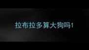 拉布拉多算大狗吗
