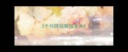 3个月阿拉斯加多大