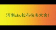 河南cku拉布拉多犬舍