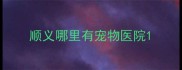 顺义哪里有宠物医院