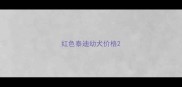 红色泰迪幼犬价格