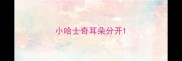 小哈士奇耳朵分开
