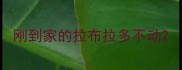刚到家的拉布拉多不动