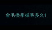 金毛换季掉毛多久