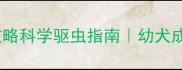 狗狗驱虫药全攻略科学驱虫指南幼犬成犬老年犬必看