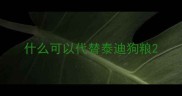 什么可以代替泰迪狗粮