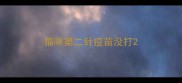 猫咪第二针疫苗没打