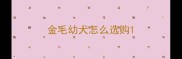 金毛幼犬怎么选购
