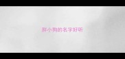 胖小狗的名字好听