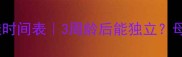 小狗断奶最佳时间表3周龄后能独立母狗分离全攻略