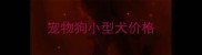宠物狗小型犬价格