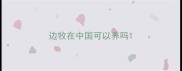 边牧在中国可以养吗