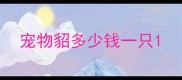 宠物貂多少钱一只