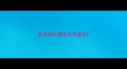 卖宠物在哪里发布最好