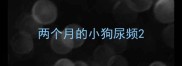 两个月的小狗尿频