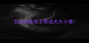 怎么训练哈士奇成犬大小便