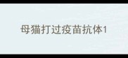 母猫打过疫苗抗体