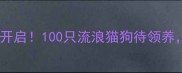 深圳宠物店免费领养活动开启100只流浪猫狗待领养附领养指南与福利政策