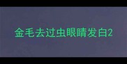 金毛去过虫眼睛发白