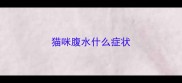 猫咪腹水什么症状