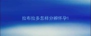 拉布拉多怎样分辨怀孕