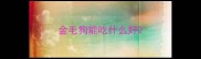 金毛狗能吃什么好