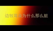边牧耳朵为什么那么脏