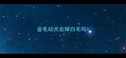 金毛幼犬会掉白毛吗