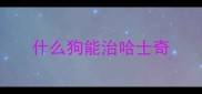 什么狗能治哈士奇