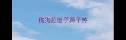 狗狗拉肚子鼻子热