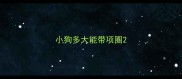 小狗多大能带项圈