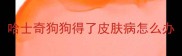 哈士奇狗狗得了皮肤病怎么办