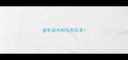 金毛幼犬和拉布拉多