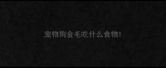 宠物狗金毛吃什么食物