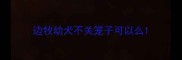边牧幼犬不关笼子可以么